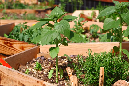 Screenshot aus dem Video "Urban Gardening - Begrüne Deine Stadt"
