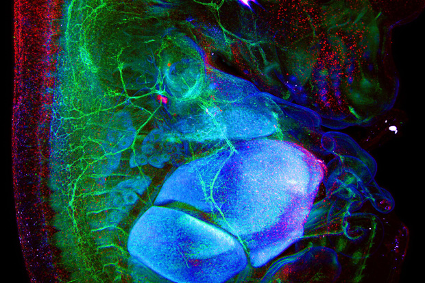 3D-Ansicht einer Zelle; LaVision BioTec