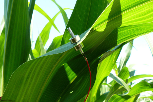Sensor an einer Pflanze; Quelle: ZIM Plant Technology GmbH