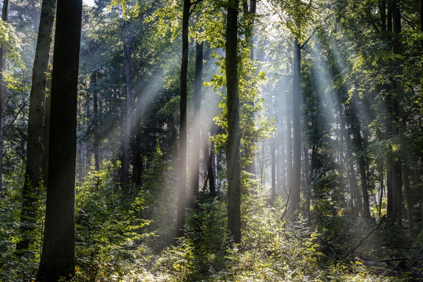 Sonnenstrahlen scheinen durch die Bäume im Schwarzwald, Baden-Württemberg