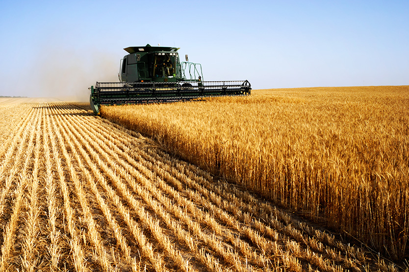 Agricultural machine harvests wheat